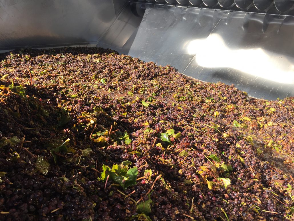 Latest Harvest News from our winemaker