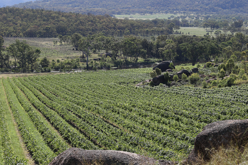 Granite Belt vineyards