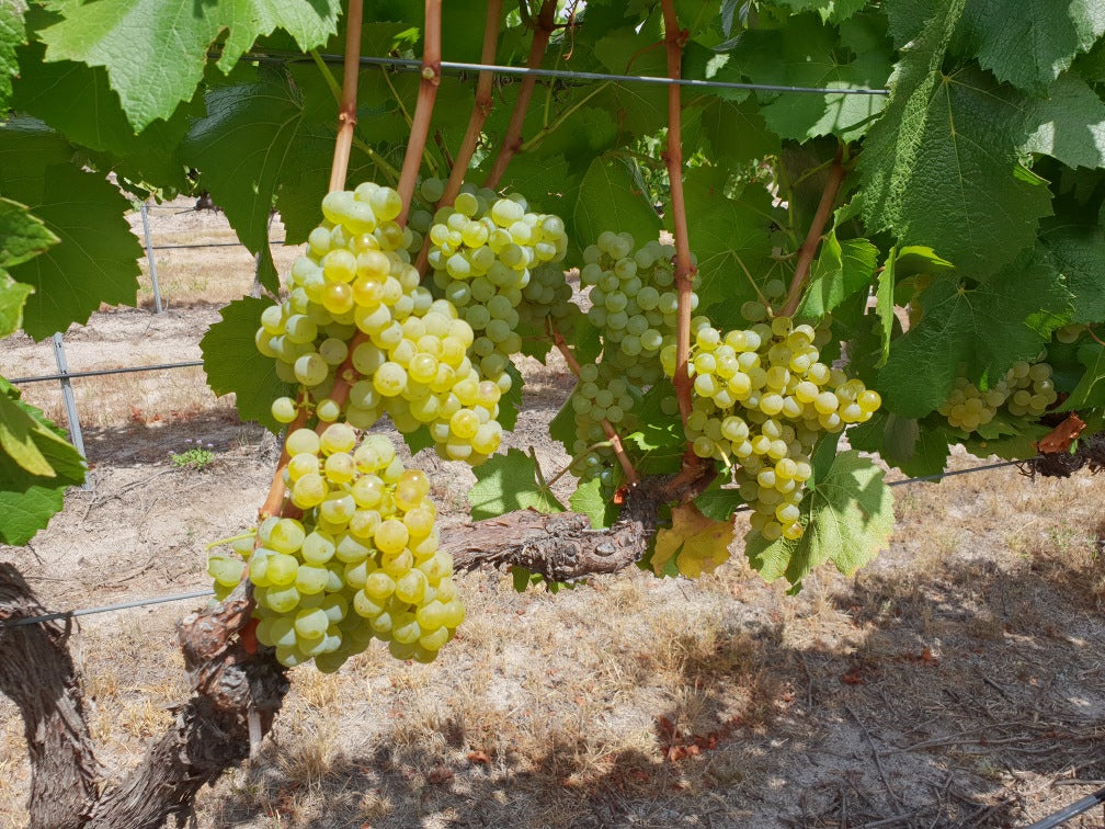several bunches of grapes