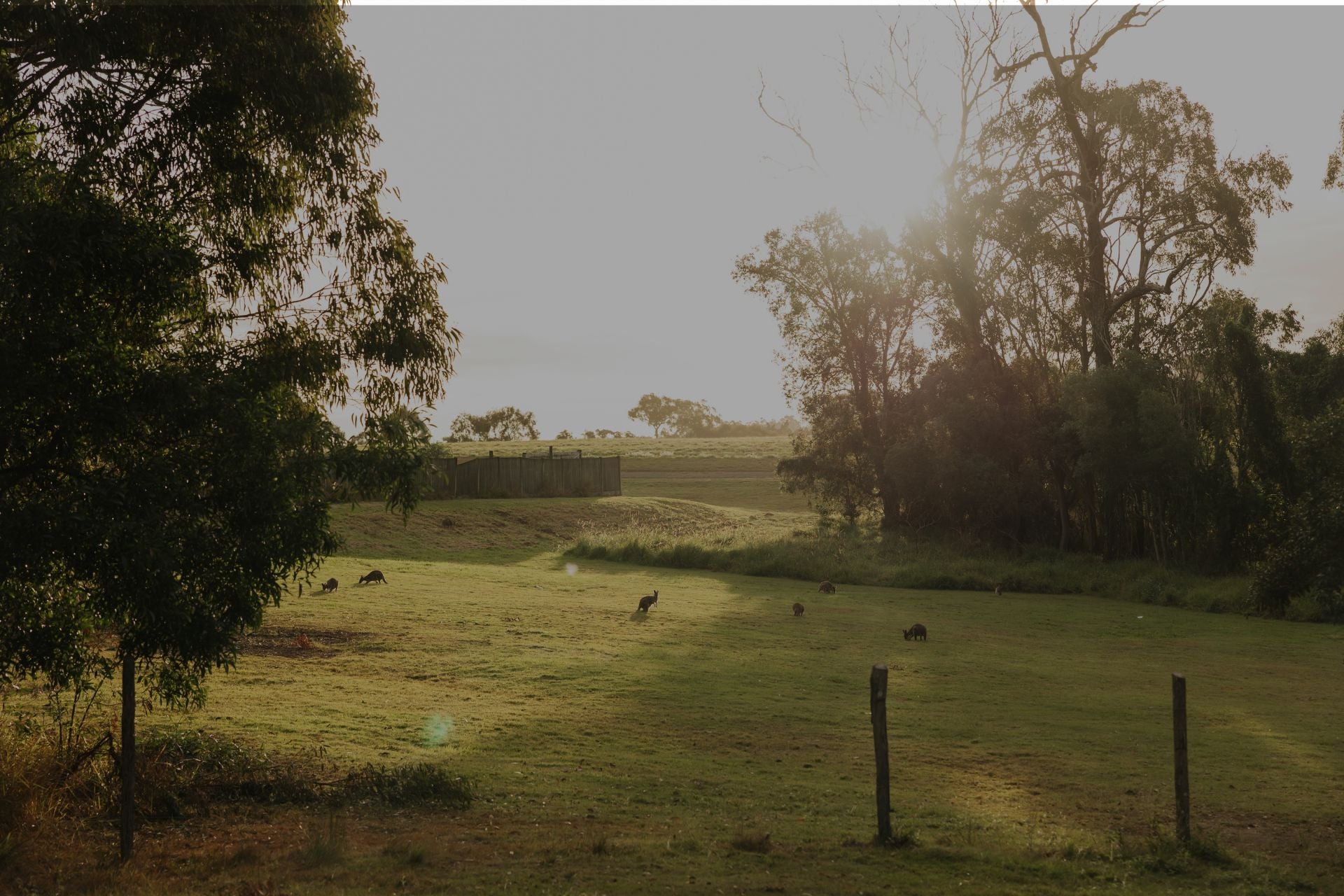 morning mist, green fields with wallabies grazing