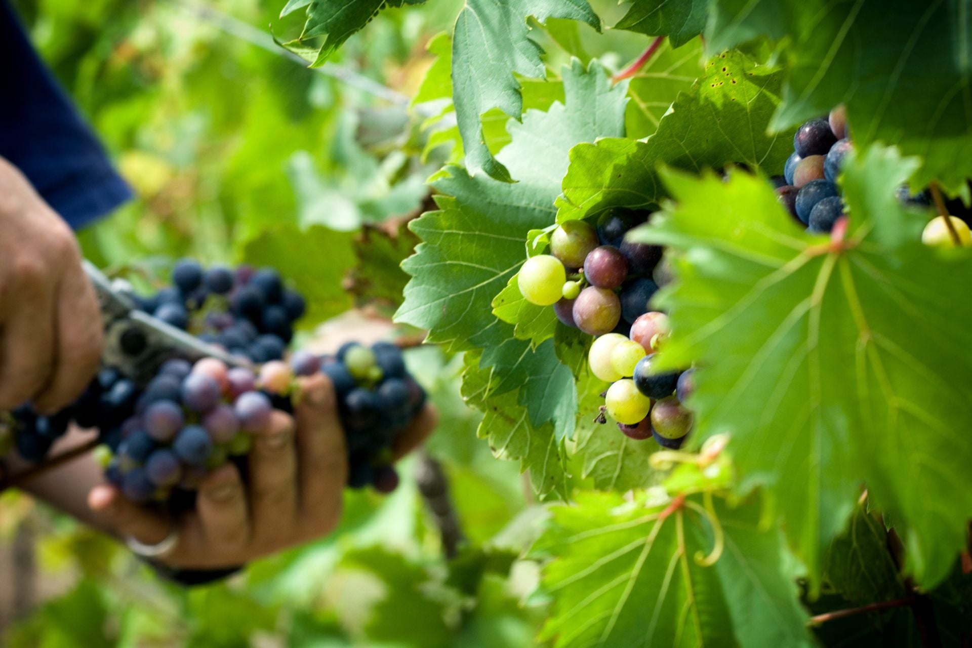 Closeup of grape vines