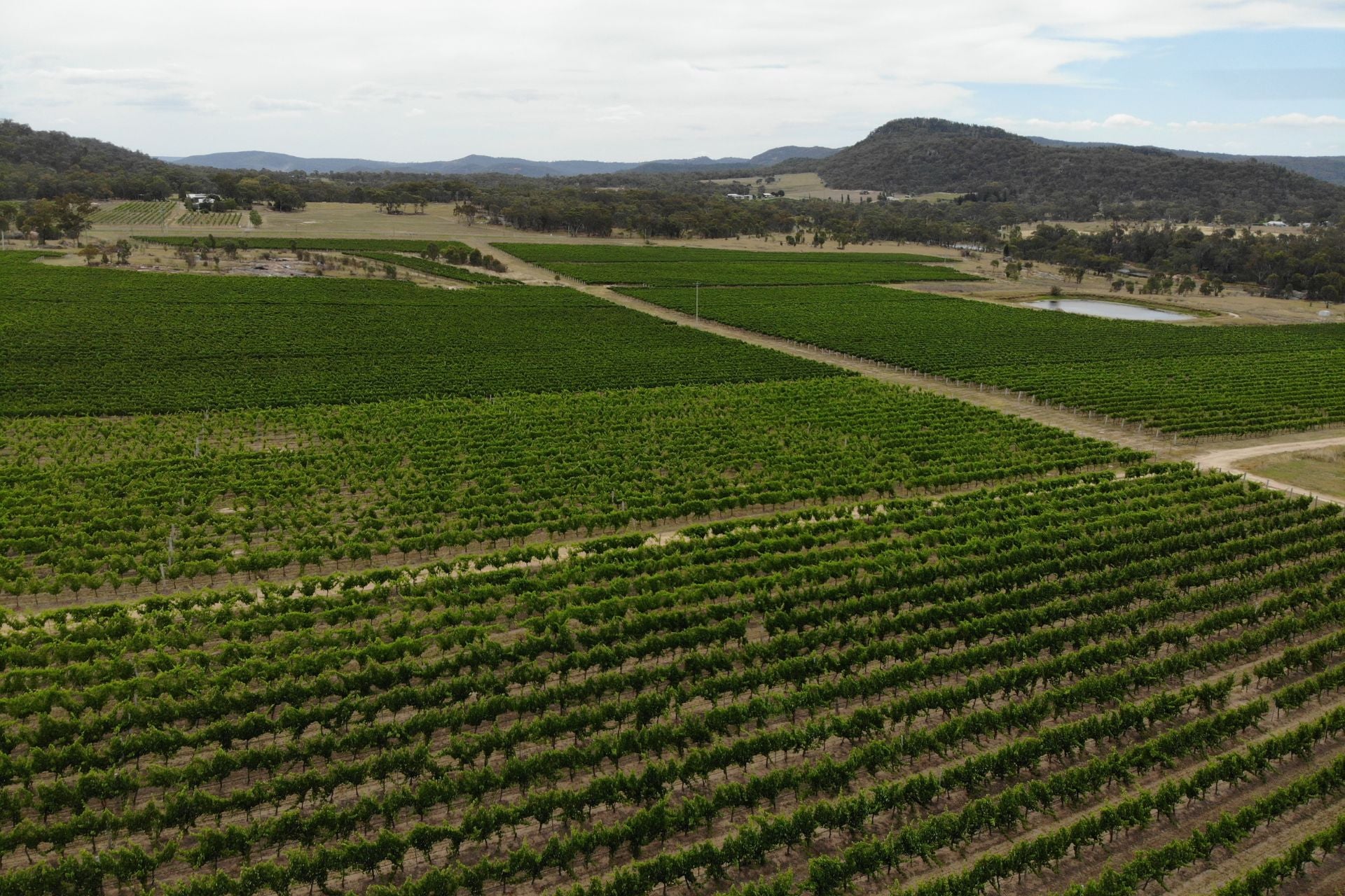 Rows of vineyards