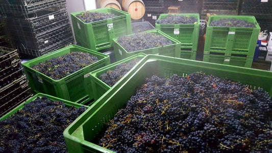 An extended 2017 vintage comes to an end at Sirromet - Sirromet