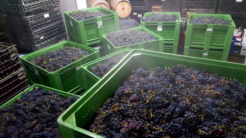 An extended 2017 vintage comes to an end at Sirromet - Sirromet