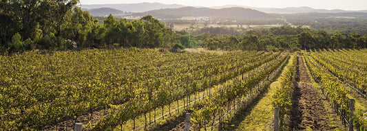 How Queensland’s Salad Bowl grew to become one of Australia’s elite wine regions - Sirromet