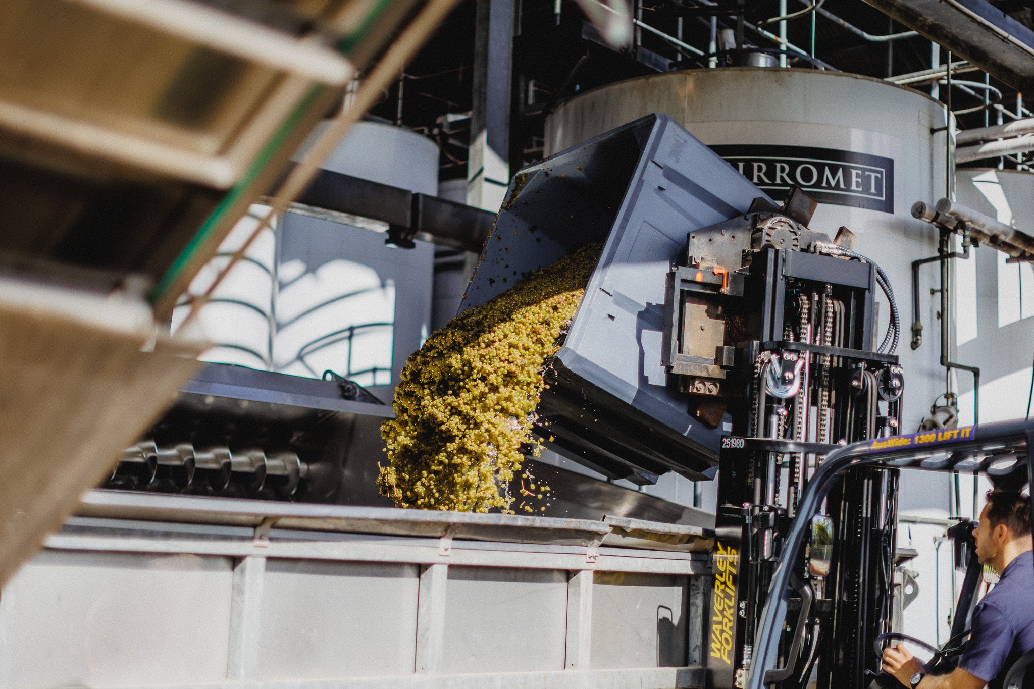 Grapes being dumped into crusher to make wine