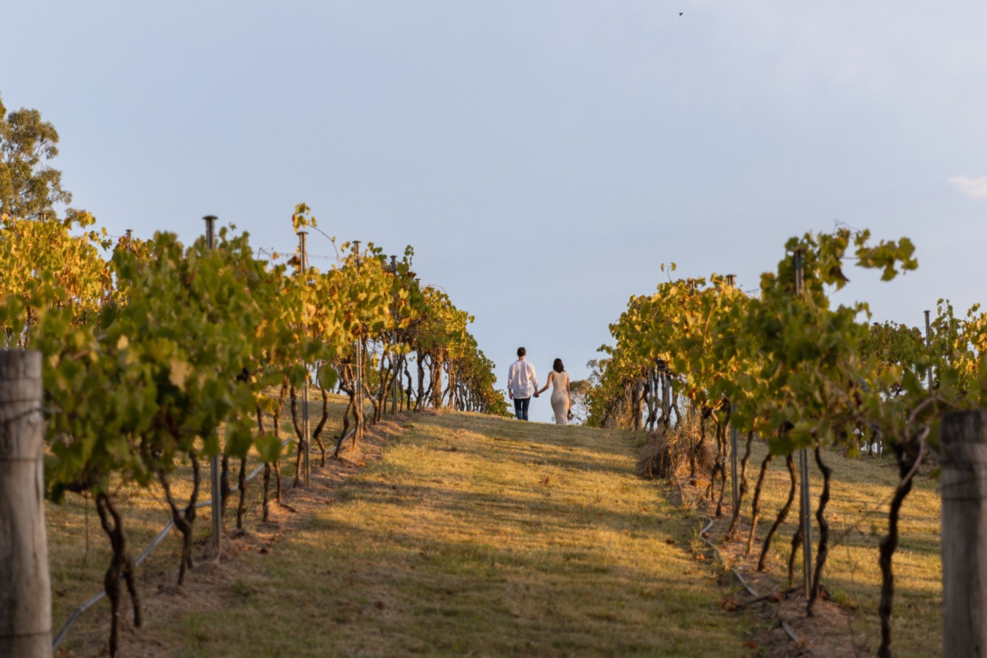 People walking through a vineyard with rows of grapevines under a clear sky.