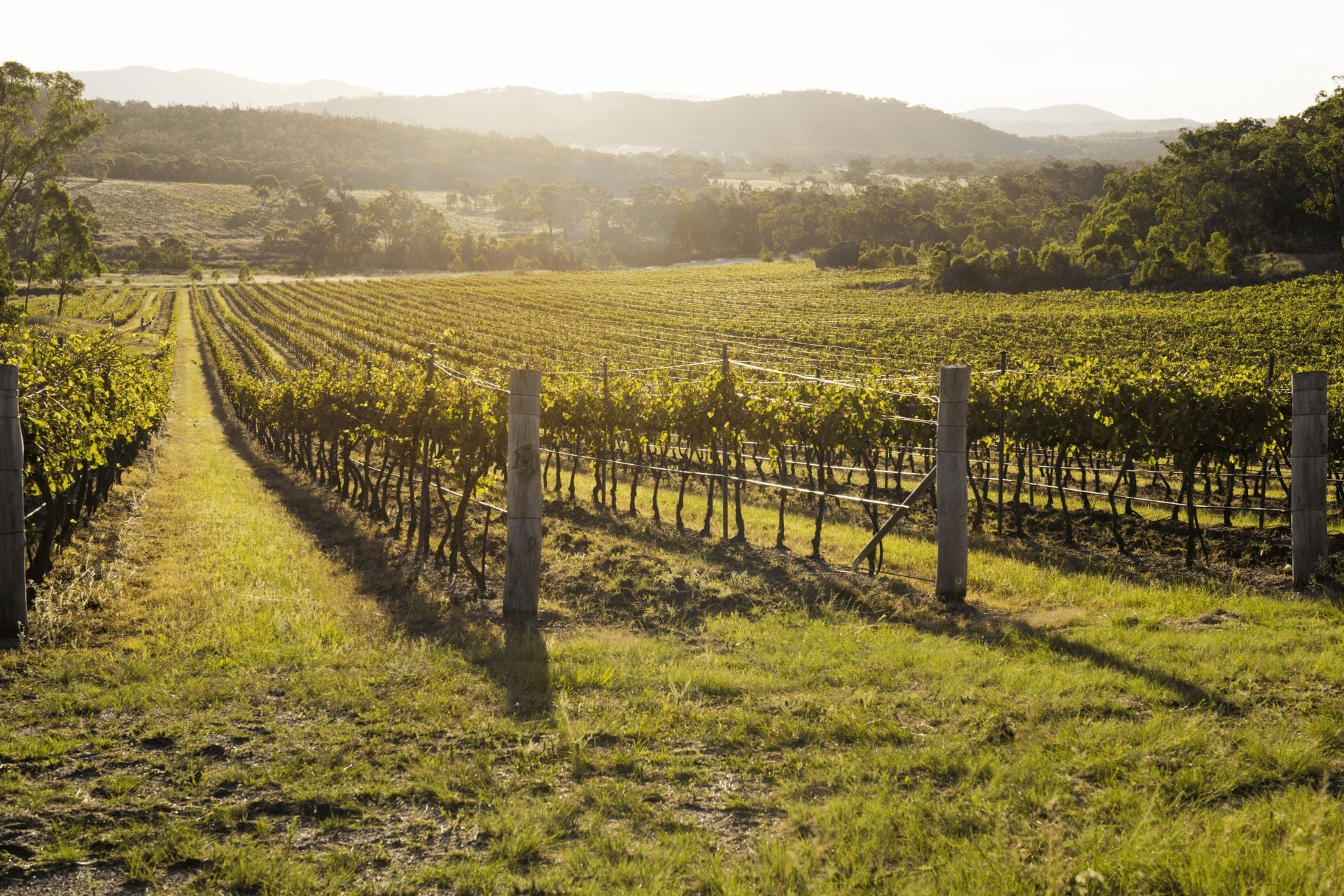 Sirromet vineyards at sunrise with mroning mist