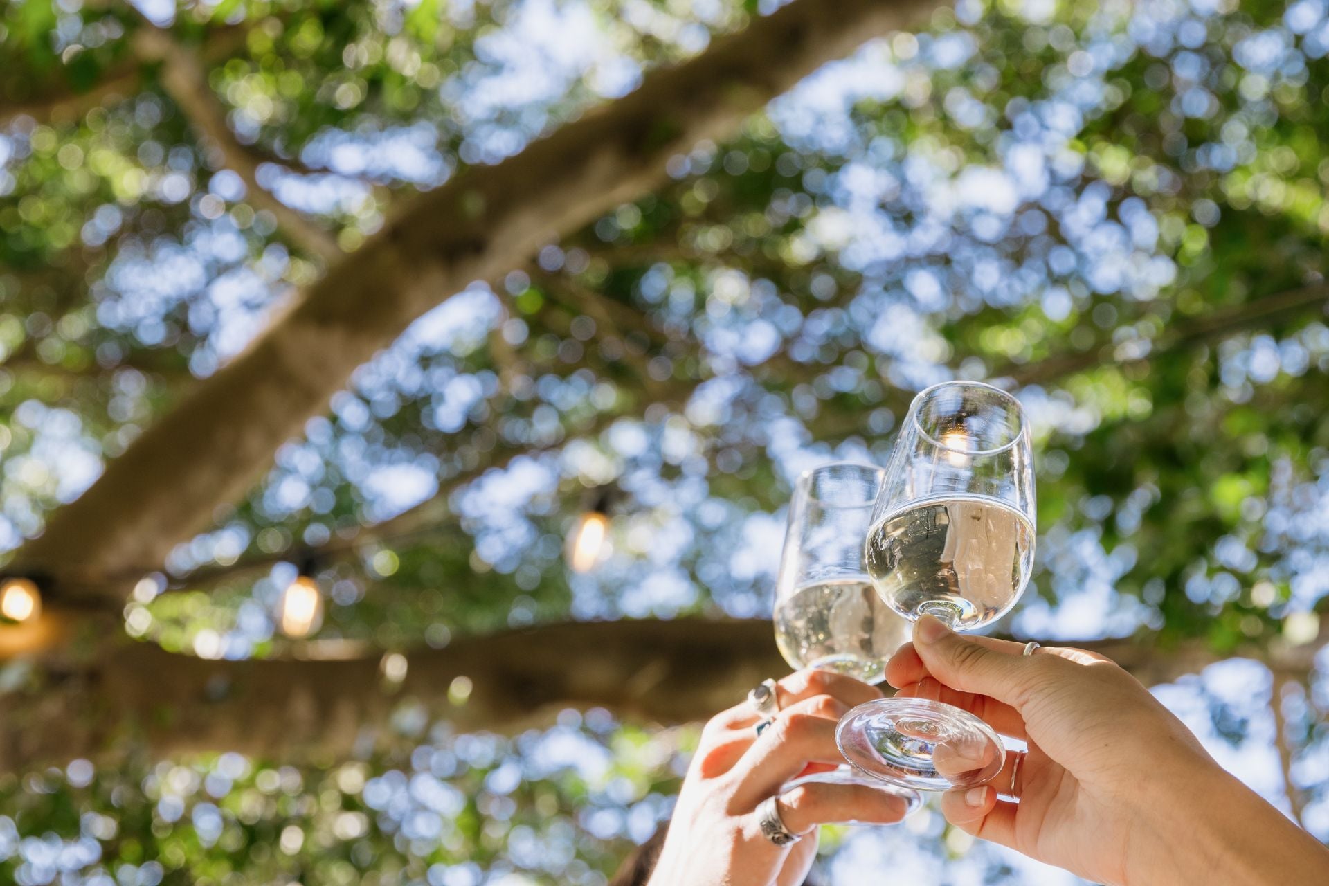 Green tree background with two white wine glasses in foreground held by hands