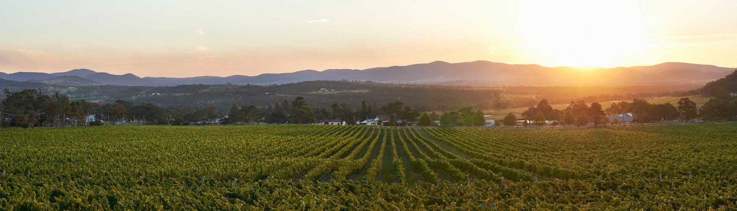 Vineyards with the sun rising over hills